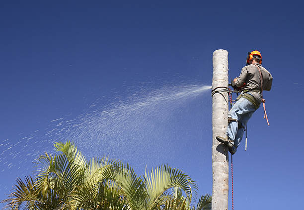 Best Tree Maintenance Programs  in Cloverdale, IN